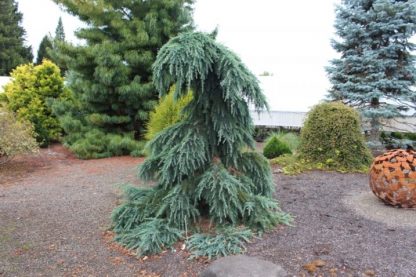 Cedrus libani 'Pendula'