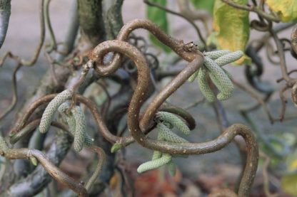 Corylus avellana 'Contorta' - Alun creț