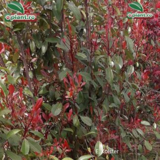 Photinia fraseri 'Red Robin'