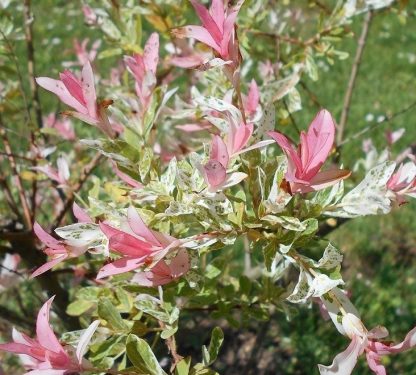 Salix integra 'Hakuro Nishiki' - Salcie japoneză