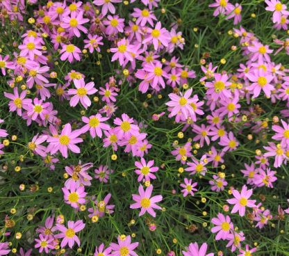 Coreopsis rosea 'American Dream'