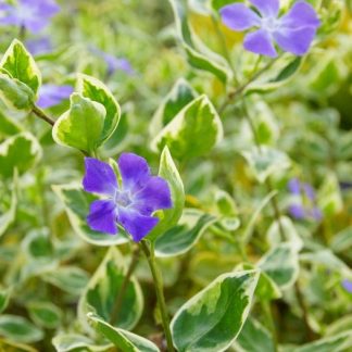 Vinca major 'Variegata' - Sașchiu variegat