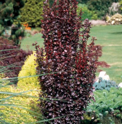 Berberis thunbergii ‘Helmond Pillar’