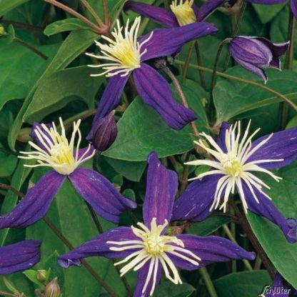 Clematis Aromatica - Clematită parfumată