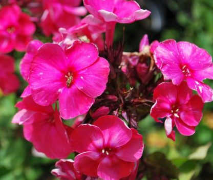 Phlox Tenor