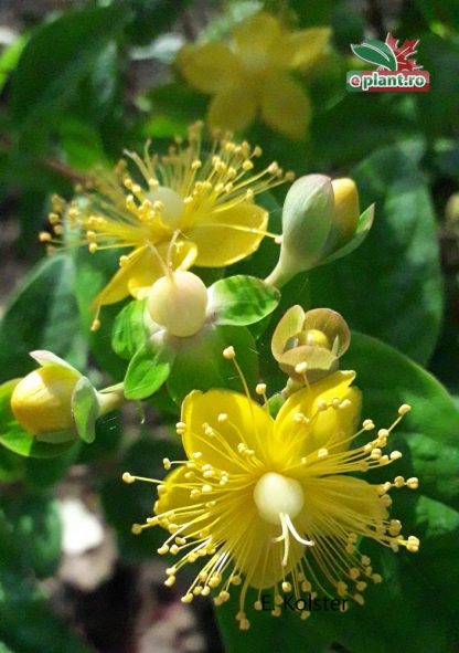 Hypericum calycinum 'Hidcote' - Sunătoare veșnic verde