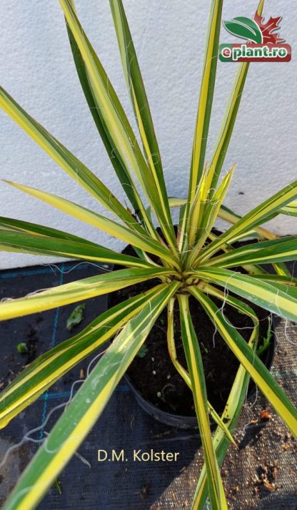 Yucca filamentosa 'Color Guard'