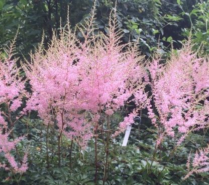 Astilbe simplicifolia 'Hennie Graafland'