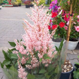 Astilbe simplicifolia 'Hennie Graafland'