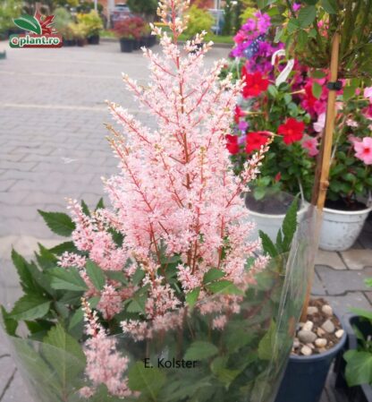 Astilbe simplicifolia 'Hennie Graafland'
