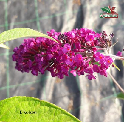 Buddleja davidii 'Royal Red'