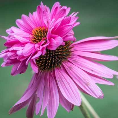 Echinacea purpurea 'Dubbledekker'