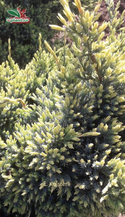 Juniperus squamata 'Holger'