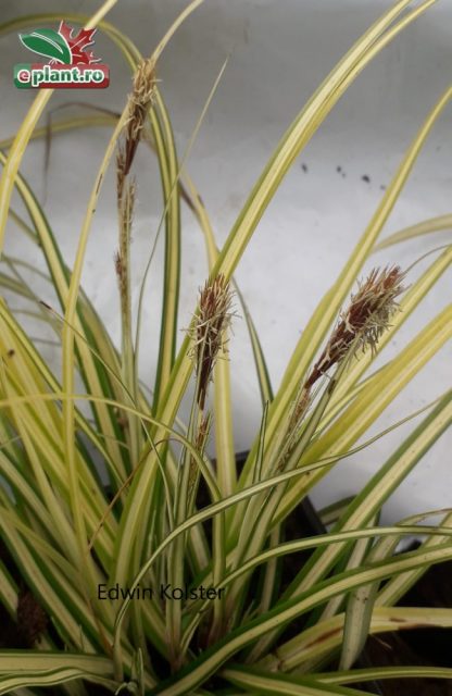 Carex morrowii 'Aureo Variegata'