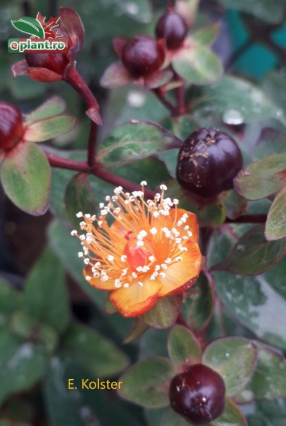 Hypericum inodorum 'Magical Universe'