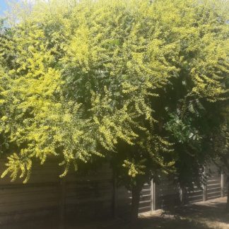 Koelreuteria paniculata