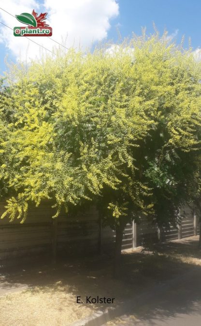 Koelreuteria paniculata