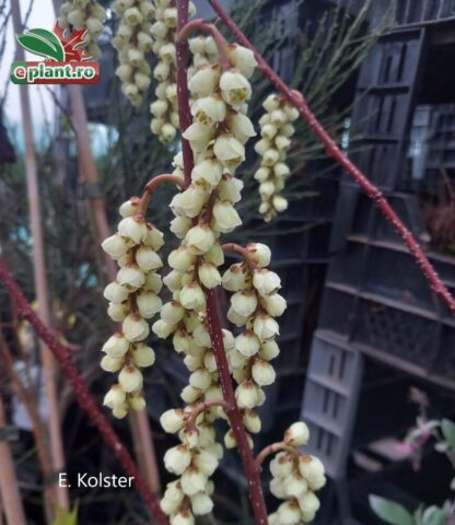 Stachyurus praecox