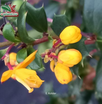 Berberis darwinii