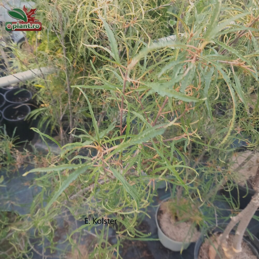 frangula a asplenifolia planten