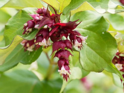 Leycesteria formosa 'Purple Rain'