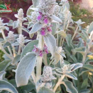 Stachys byzantina