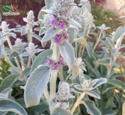 Stachys byzantina