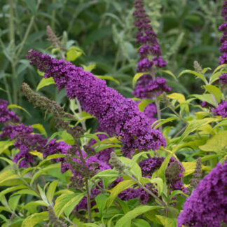 Buddleja davidii 'Summer Red'