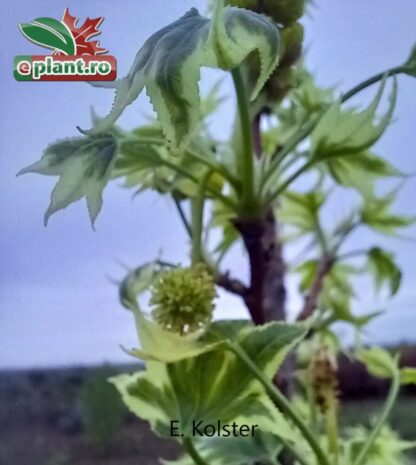 Liquidambar styraciflau 'Silver King'