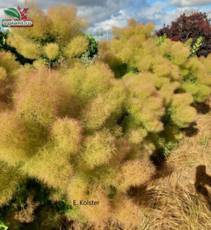 Cotinus coggygria 'Young Lady'