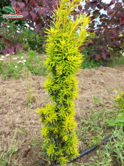 Taxus baccata 'Fastigiata Aurea'