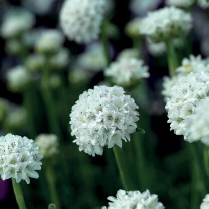 Armeria maritima 'Ballerina White'