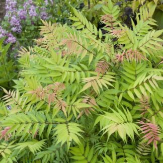 sorbaria sorbifolia