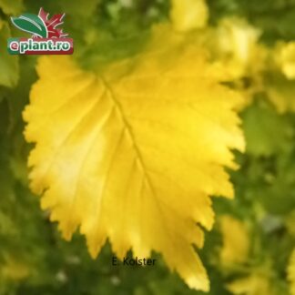 Ulmus x hollandica 'Wredei'