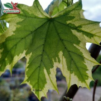 Acer platanoides 'Drummondii'