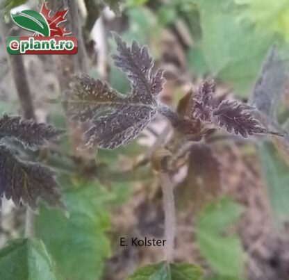 Broussonetia papyrifera
