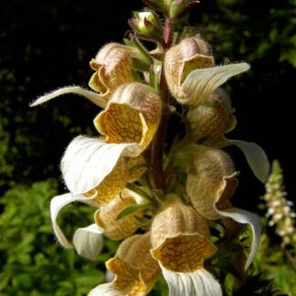 Digitalis 'Trojana'