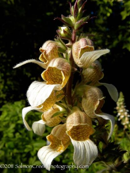 Digitalis 'Trojana'