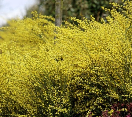 cytisus allgold struik
