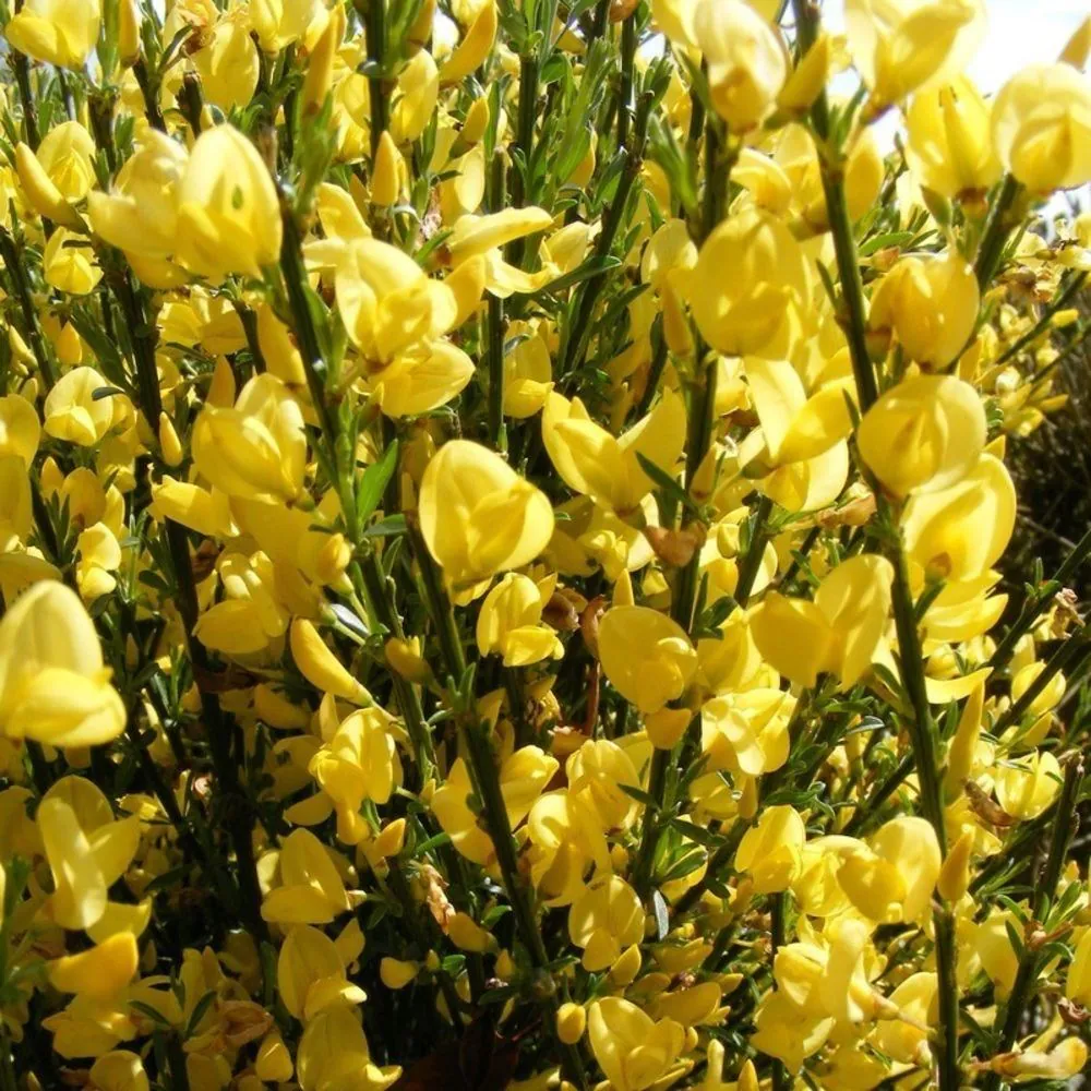 cytisus allgold Cytisus praecox 'Allgold'