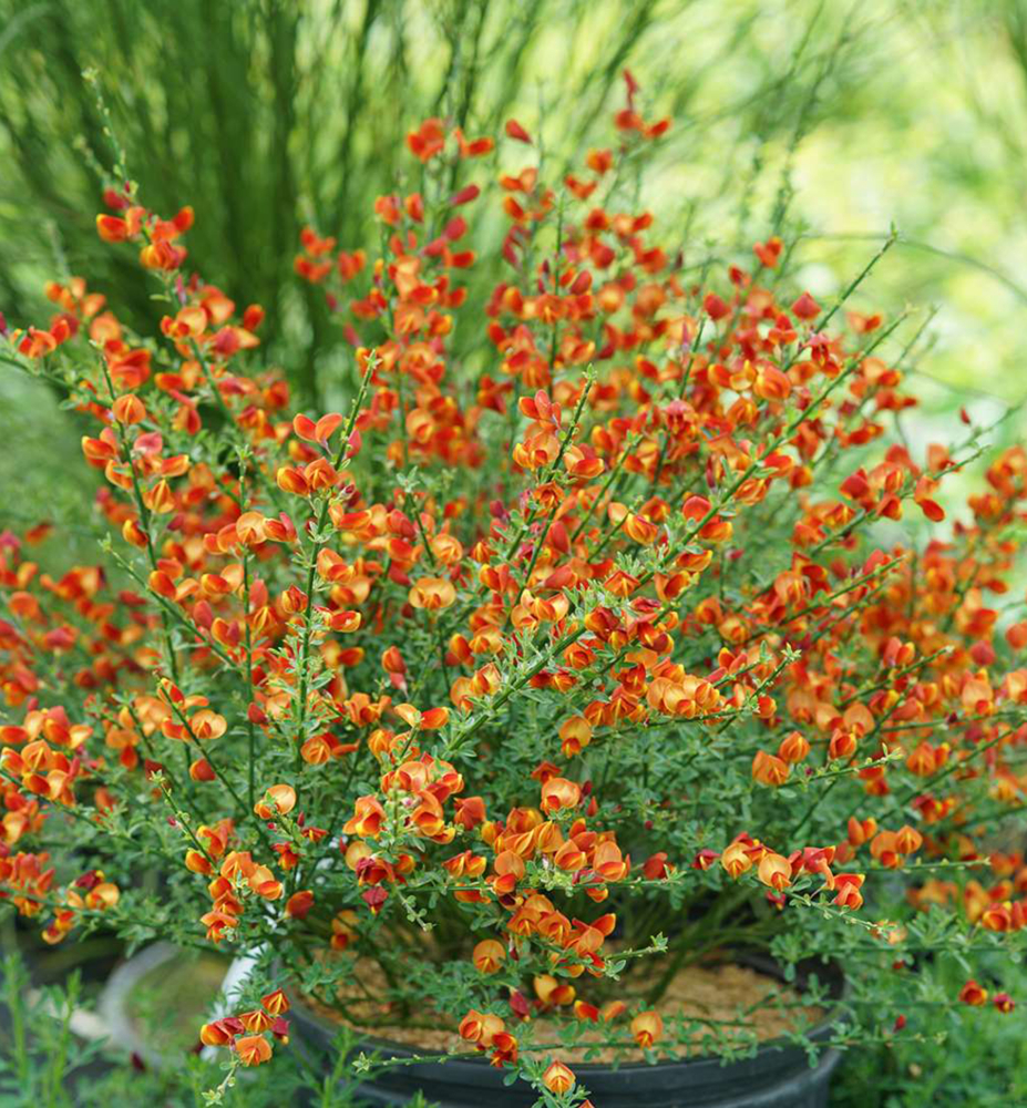 cytisus lena struik