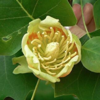 liriodendron tulipifera
