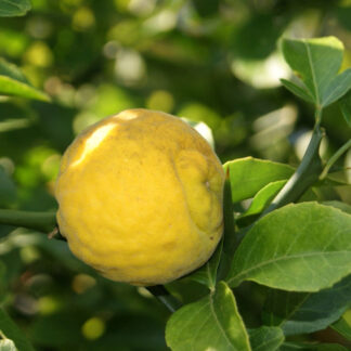 Poncirus trifoliata