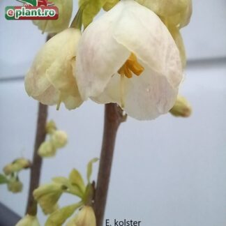 helesia monticola
