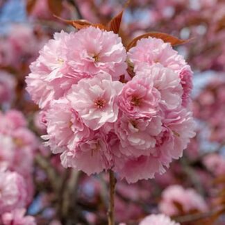 prunus serrulata kanzan