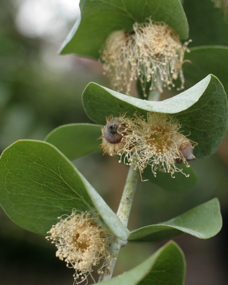 eucalyptus bloemen