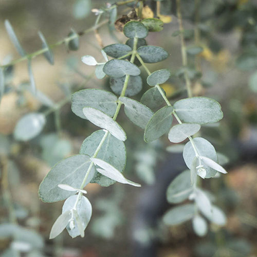 eucalyptus gunnii blad jpg Eucalyptus gunnii