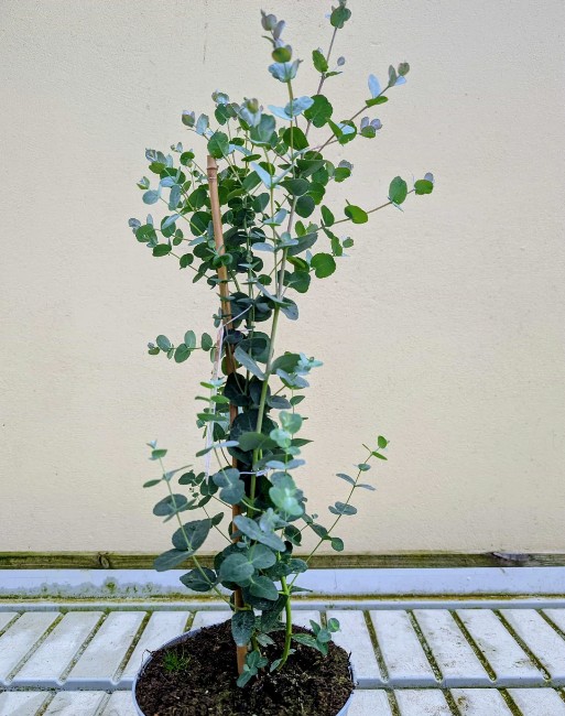 eucalyptus gunnii plant