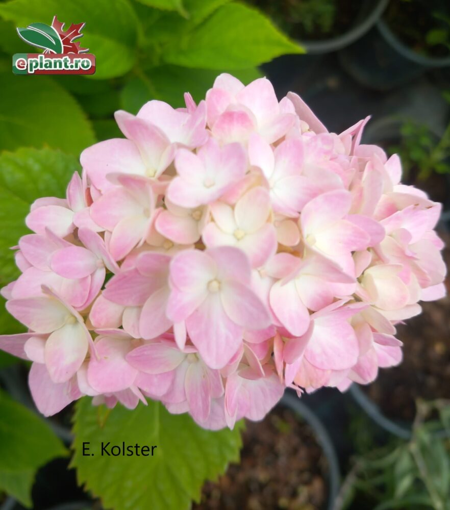 hydrangea macrophylla 'Otaksa' bloem Hydrangea macrophylla 'Otaksa'