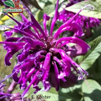 Monarda 'On Parade'